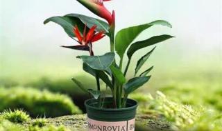 天堂M与天堂W区别